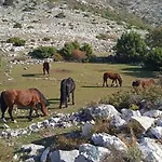 Apartman Neve 87 Veliko Brdo (Makarska)