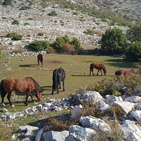 Appartement Nevenka Veliko Brdo (Makarska)